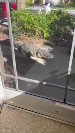 Gator in my yard