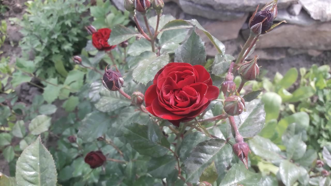 Burgundy rose for you friends