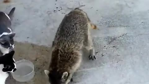 Sneaky Raccoon