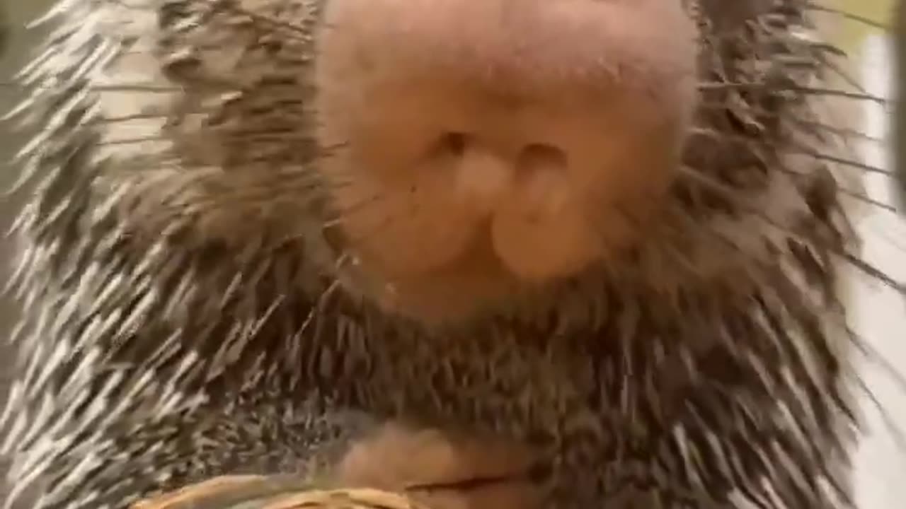 bon appetit from porcupine