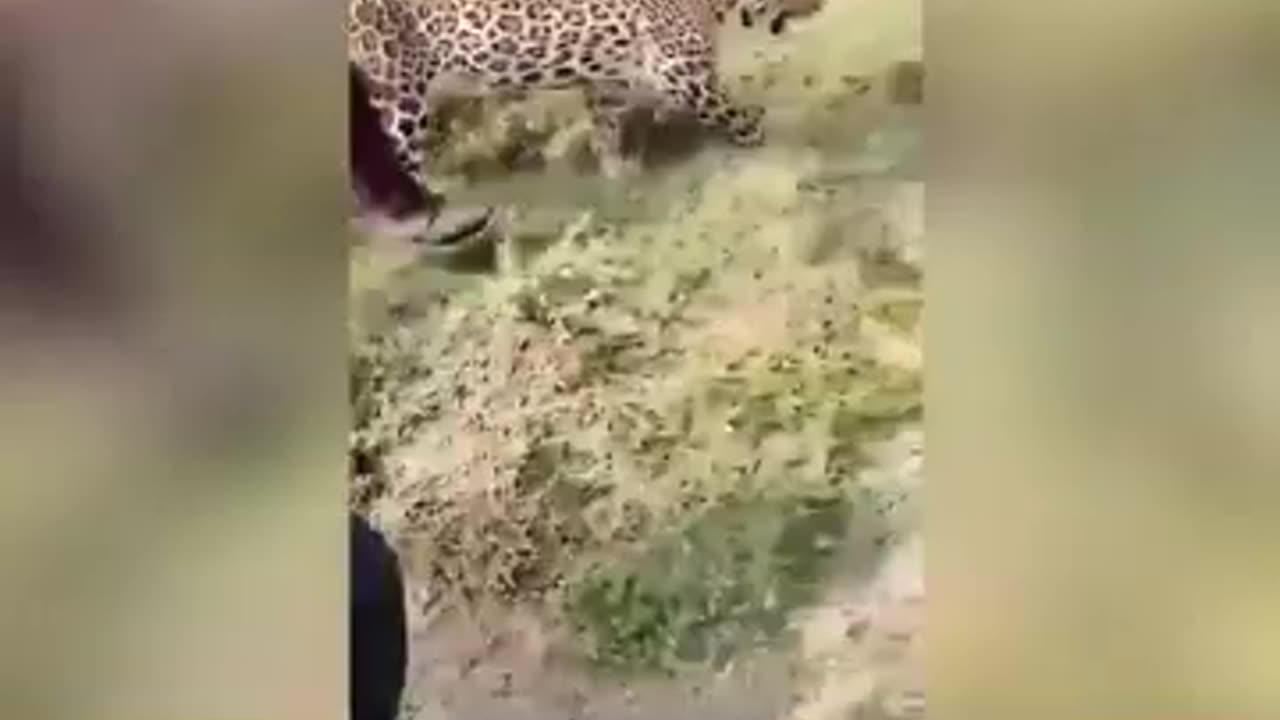 When in india leopard drunk alcohol people gathering around him