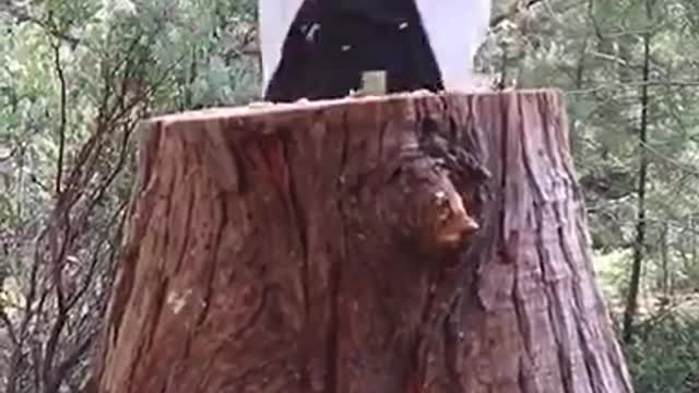 Splitting a suggestive log | LADbible