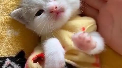 Cute kitten