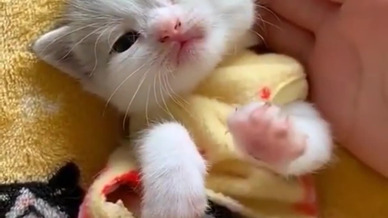 Cute kitten