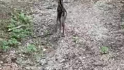 Fawn rescued from fence