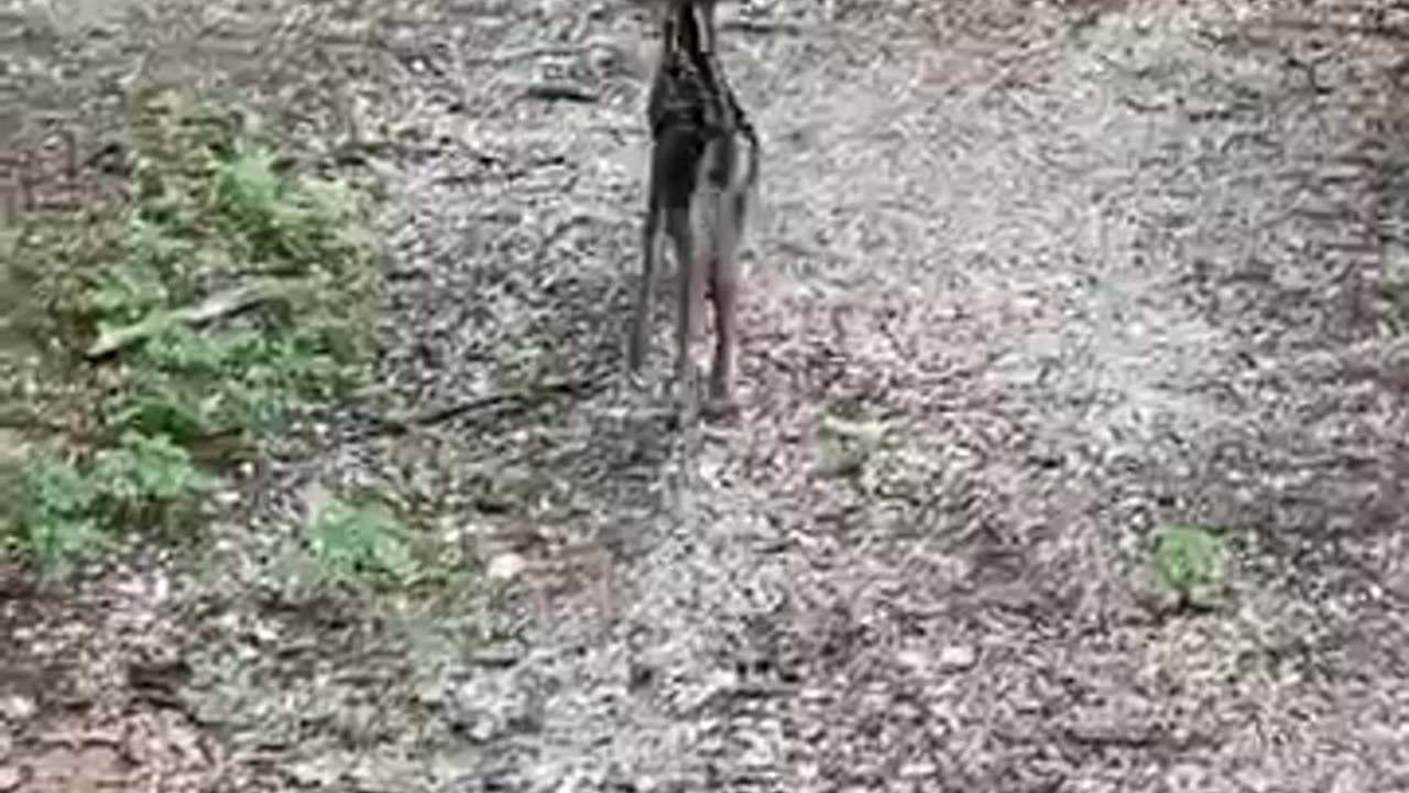 Fawn rescued from fence