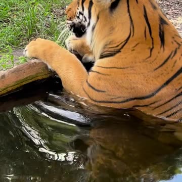 Tiger says Good Morning, Friends, with an adorable moo like sound.