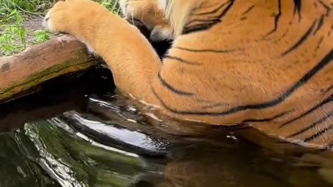 Tiger says Good Morning, Friends, with an adorable moo like sound.