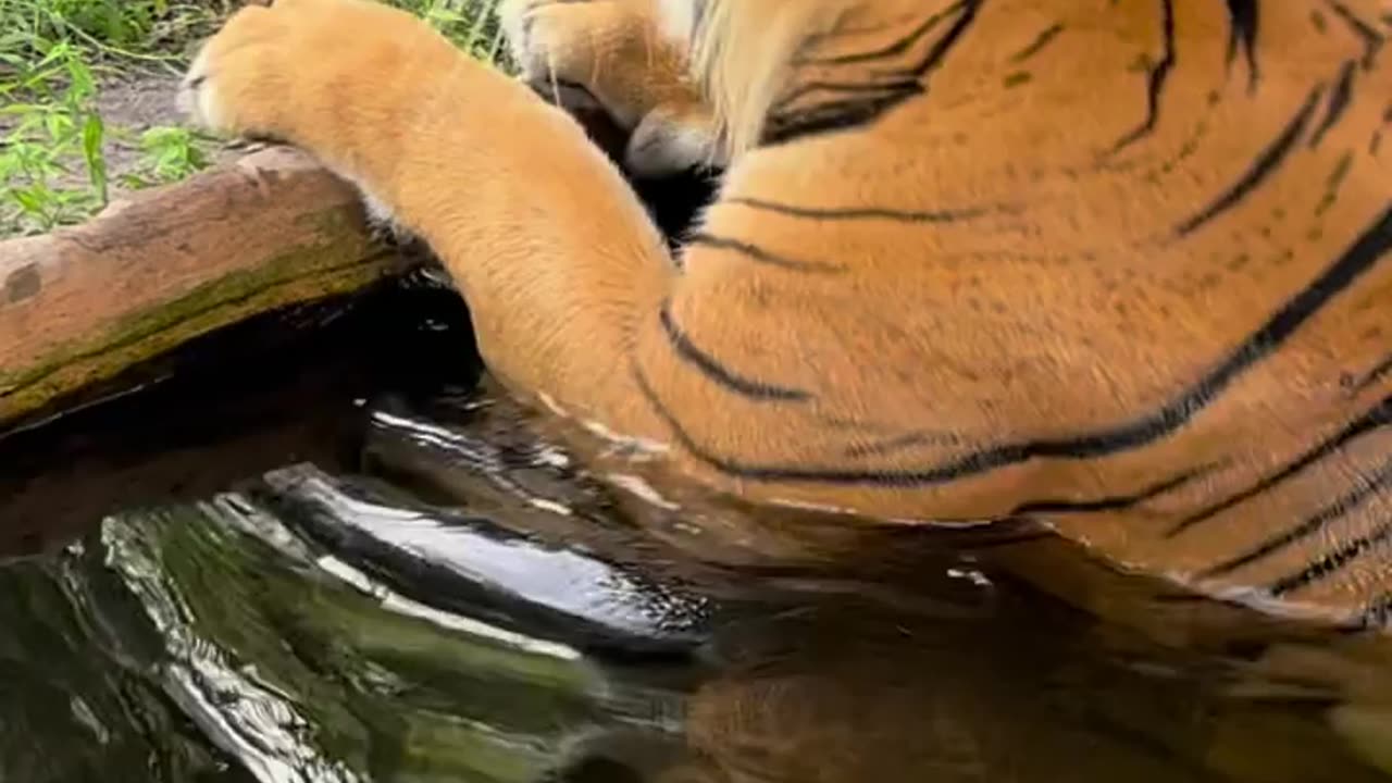 Tiger says Good Morning, Friends, with an adorable moo like sound.