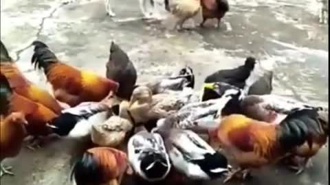 dogVschicken funny #shorts #funny shorts #dog&chicken funny