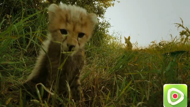 "Mom help me".A cute baby cheetah is being bullied by a herd of raccoons.