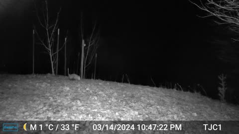 Pooping Possum?