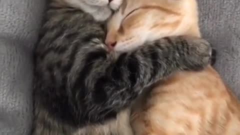 Cat Love funny cat video