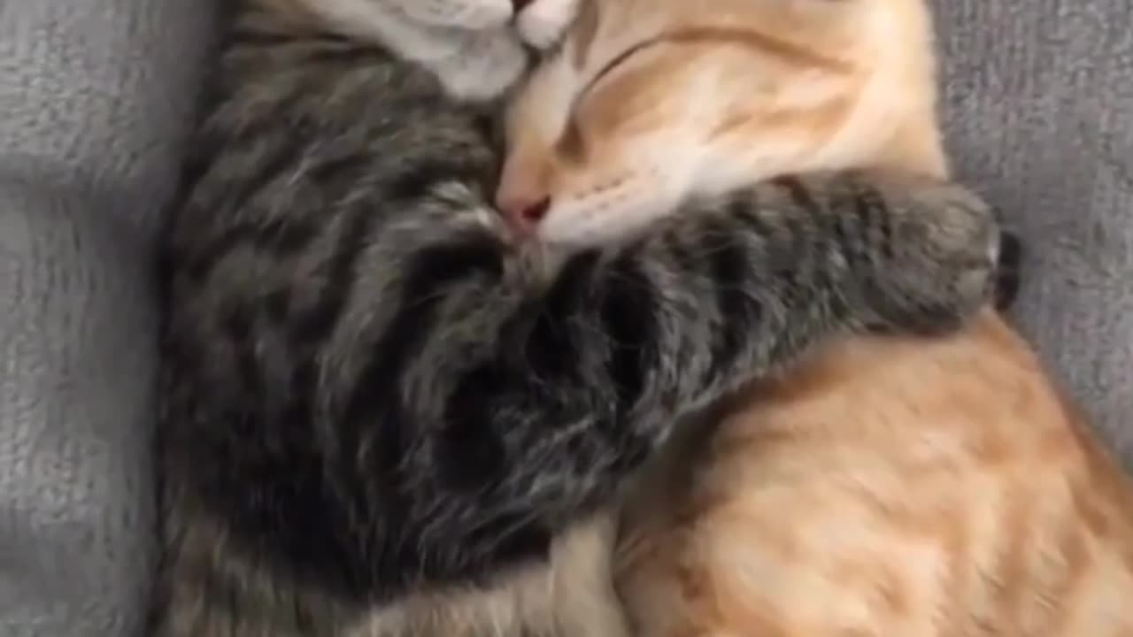 Cat Love funny cat video