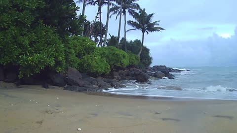 Beach, trees, nature sounds for calm and comfort