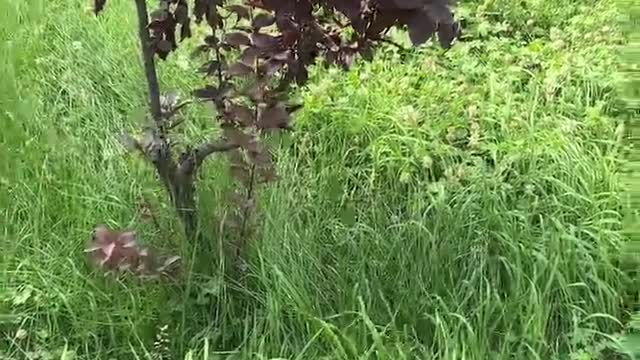 purple tree surrounded by green plants