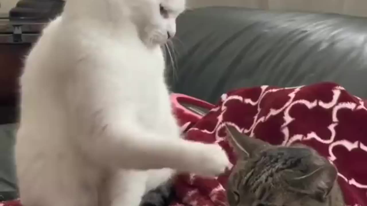 Cat funny clips 🤣 Try not to laugh