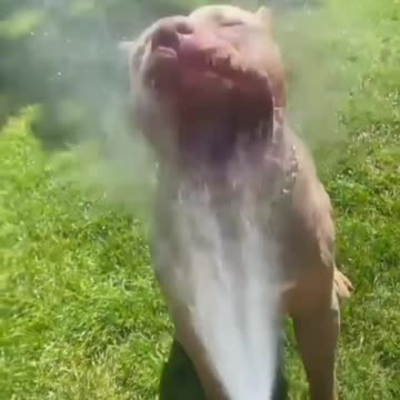 Dog angry 😡😡 video