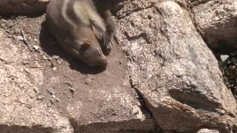 Weird Chipmunk Dance
