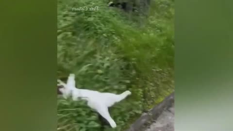 Funniest Animals 2023 Funny Cats and Dogs - Funny Animal Videos 2023