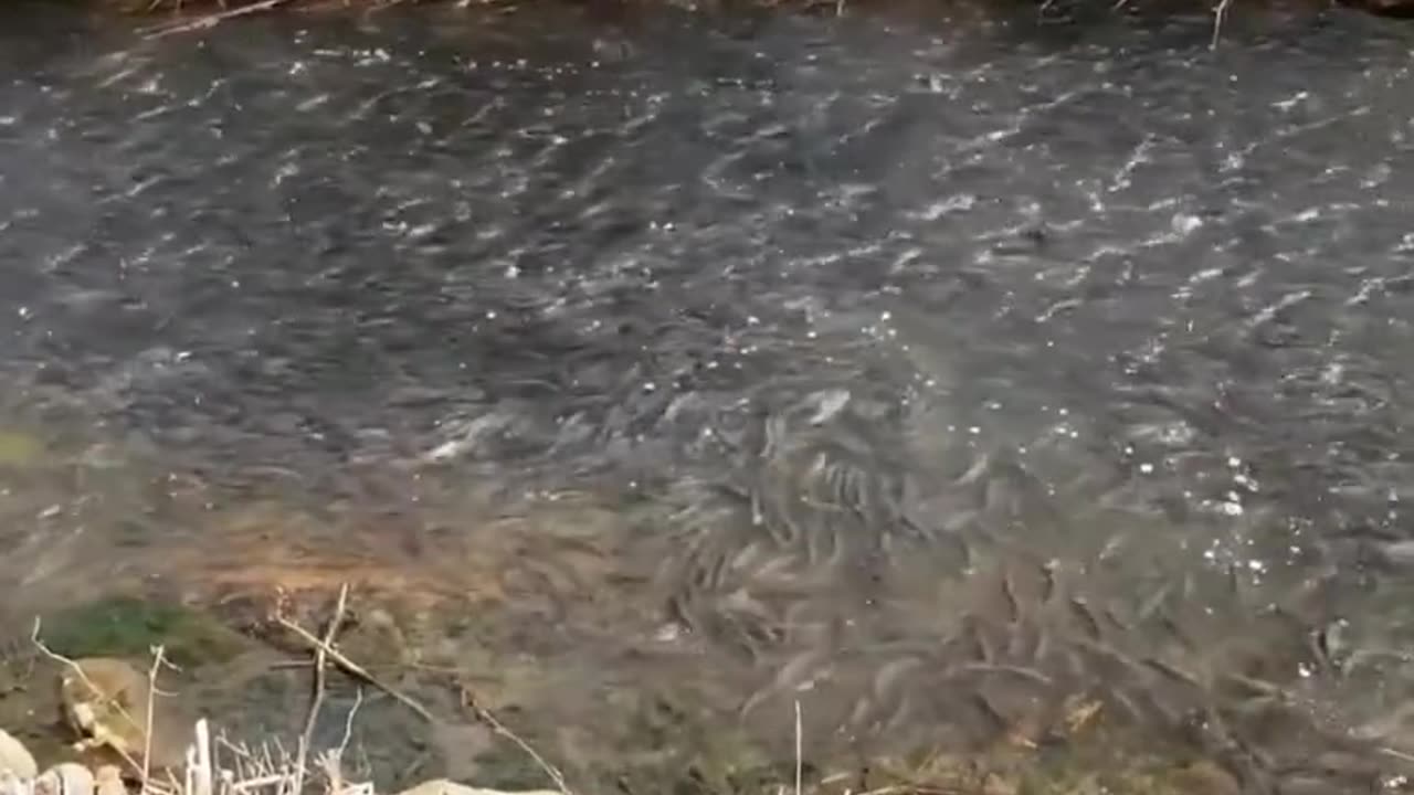 There are a lot of fish in this river, why no one took it