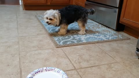 Cute Puppy Tries New Food Taste Test Review