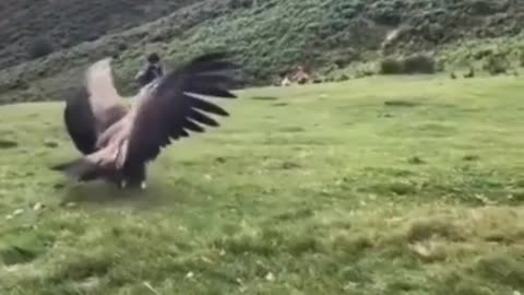 Free at Last