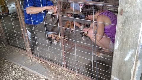 Baby Pigs Being Bottle Fed