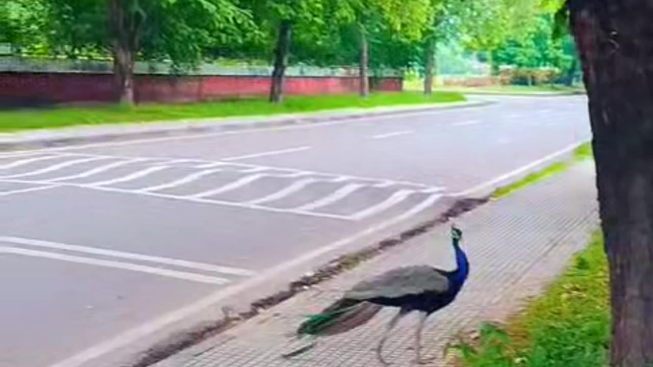 Peacock