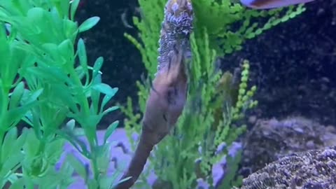 Baby seahorses!