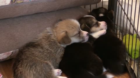 Cute puppies sleeping