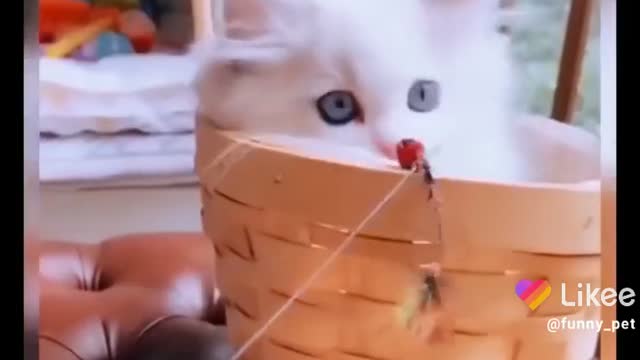 funny cat videos that will blow your mind