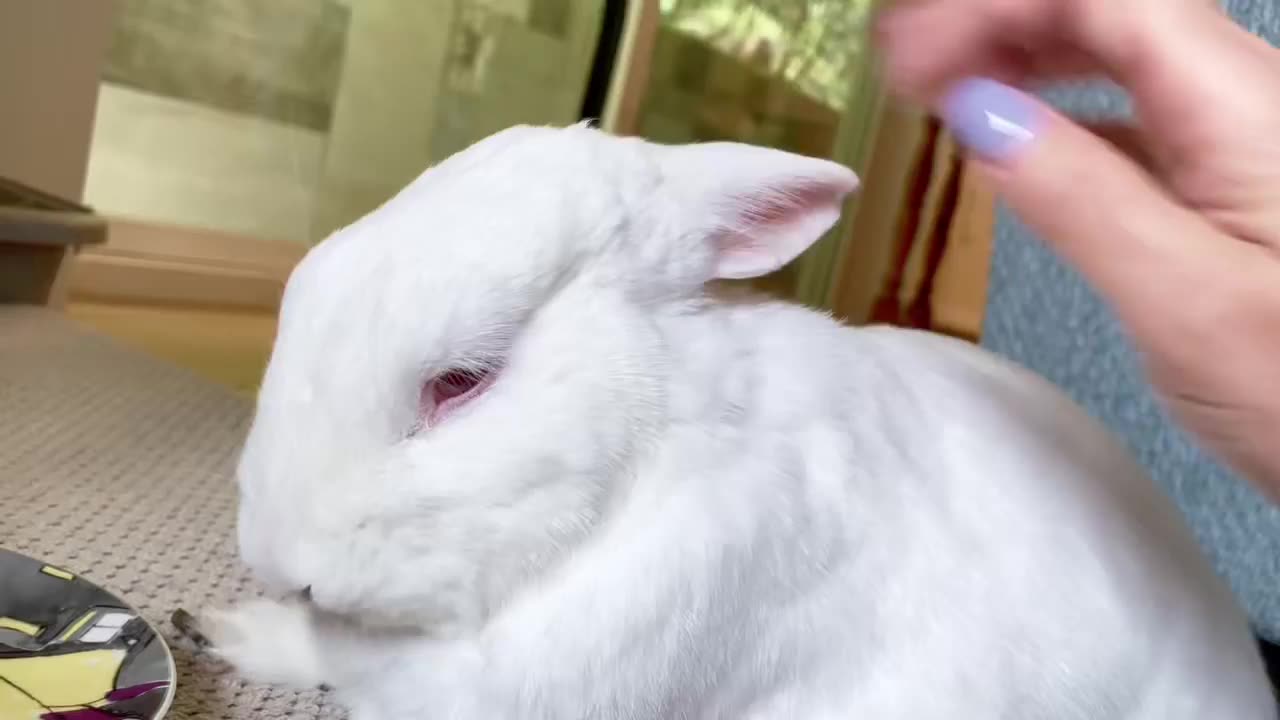 Cute rabbit