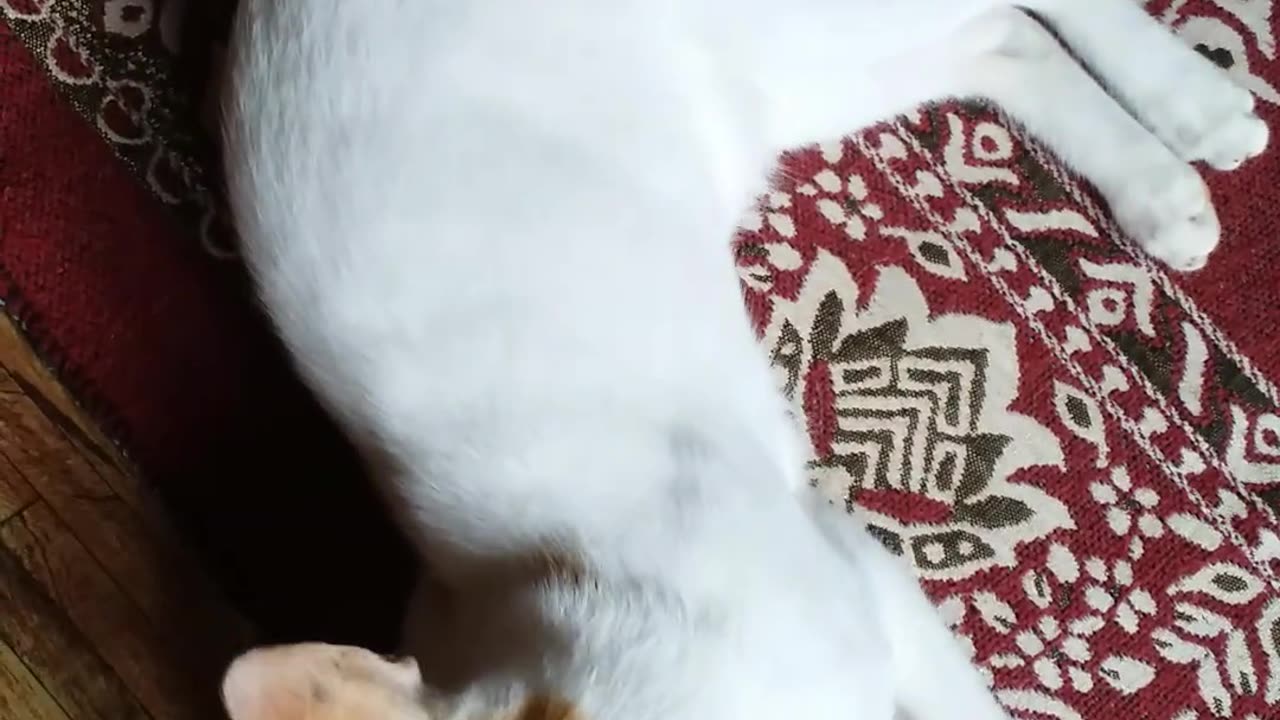 cute cat video