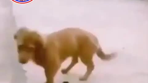 Funny Dog Videos