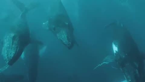 POV of the most insane humpback whale experience ever "WALL OF WHALES"