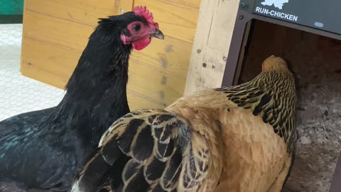 The girls getting their greens. March 25th 2023