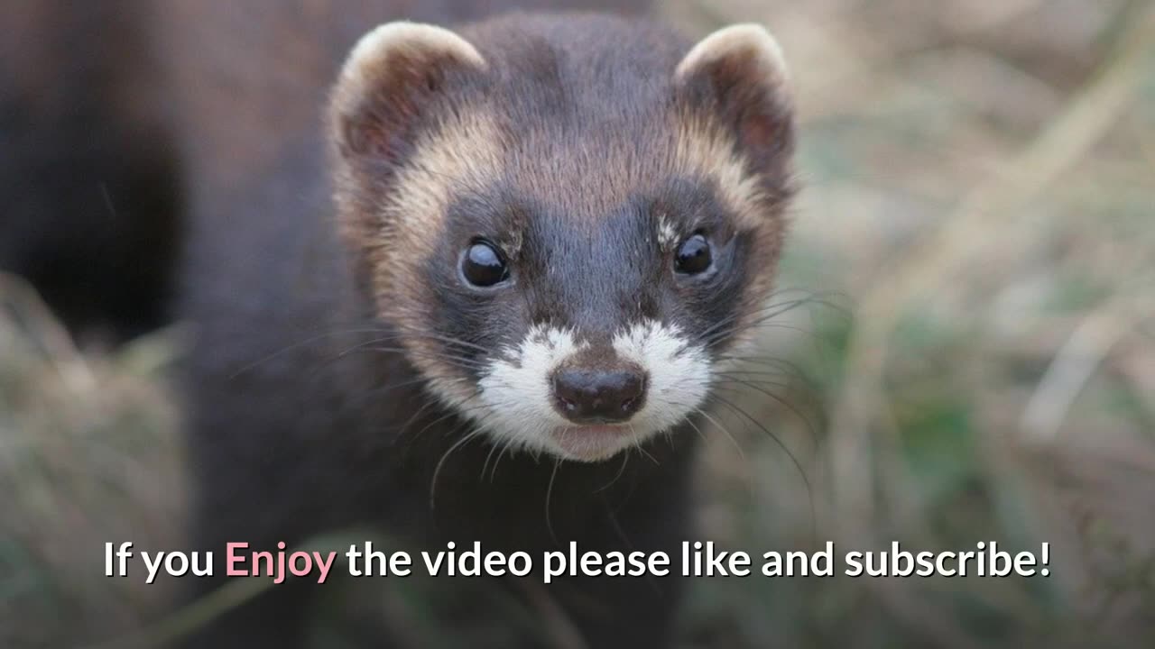 European Polecat || Description, Characteristics and Facts!