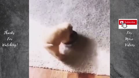 Cute And Funny Pet Videos Compilation #5 ♥ Baby Dog Videos #2
