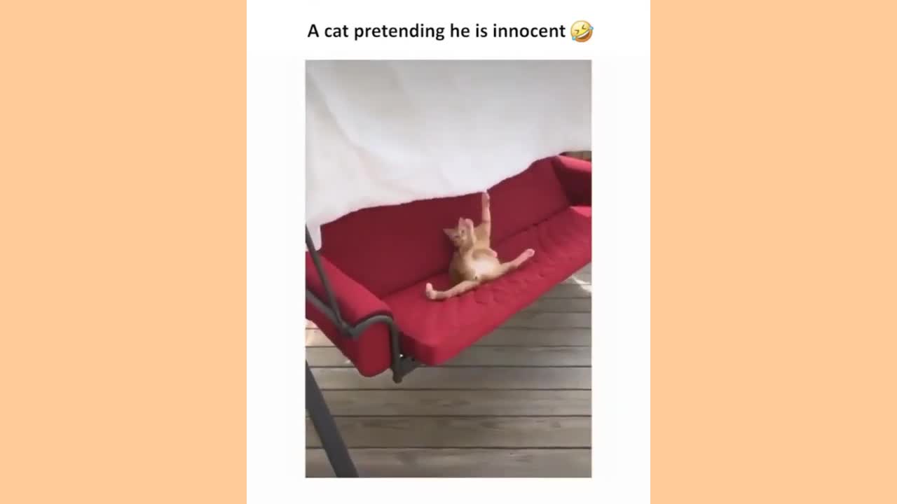 cat funny video