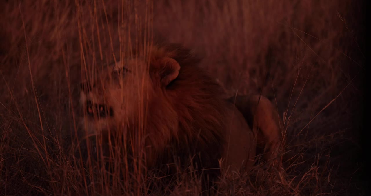 Madikwe male lion