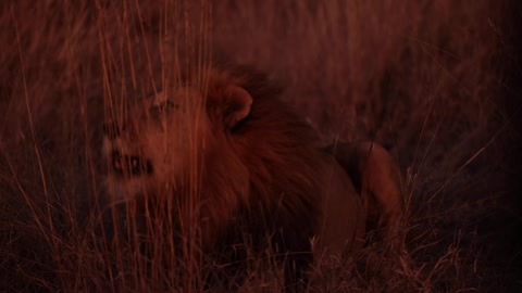 Madikwe male lion