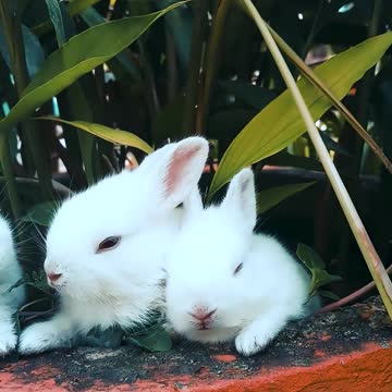 les lapins ont mange les feuilles- the rabbits ate the leaves
