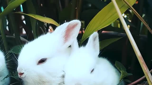 les lapins ont mange les feuilles- the rabbits ate the leaves