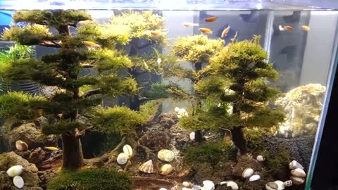 aquarium with a wilderness theme that is very cool and very beautiful