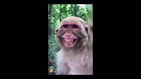 Wild and Crazy Animals