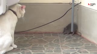 Lovely cats