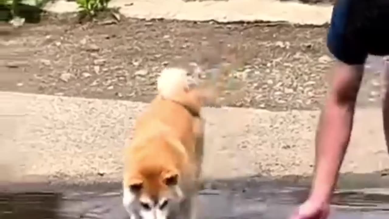 Funny animals 2023😆 - Funniest Cats and Dogs Video🐕🐈211 #shorts