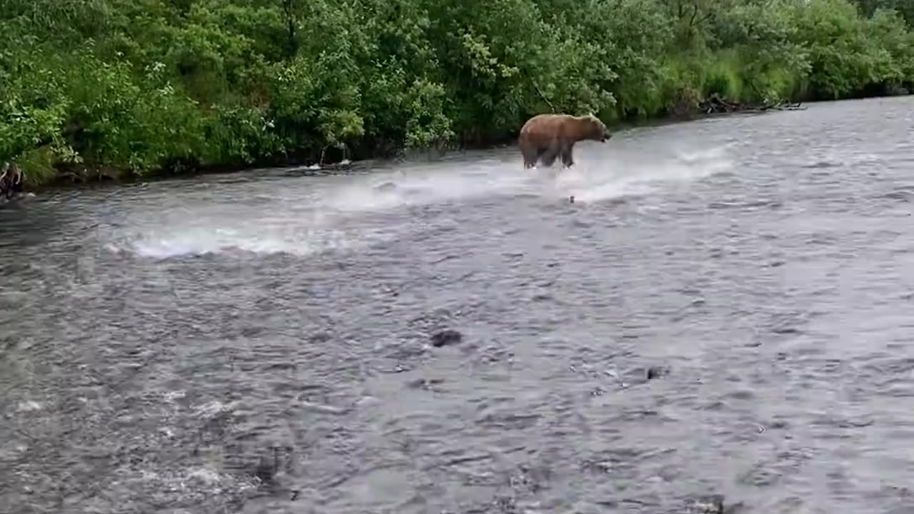 the bear wanted to catch the fish ll