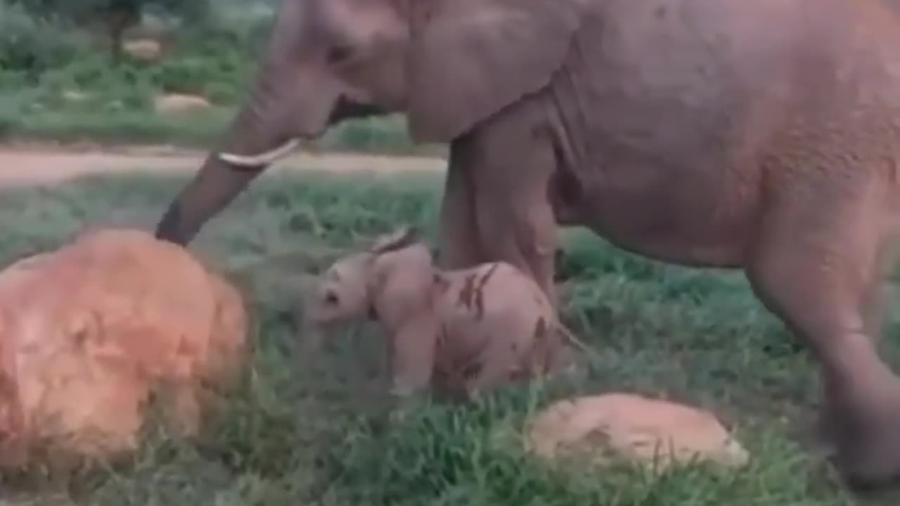 Elephant Butt Scratch